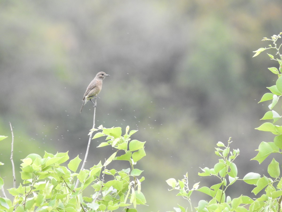 Gray-breasted Prinia - ML621601235