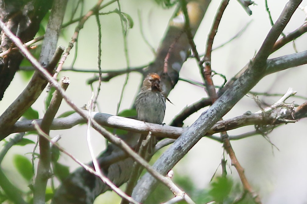 Common Redpoll - ML621601283