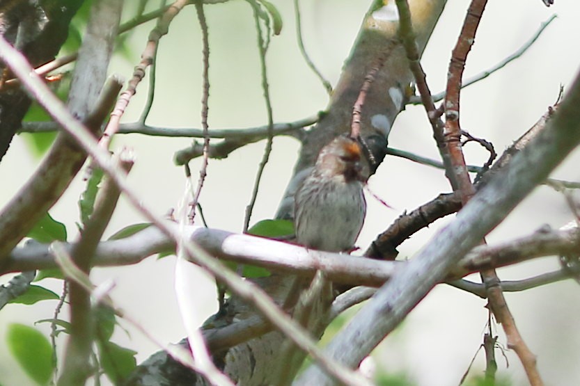 Common Redpoll - ML621601284