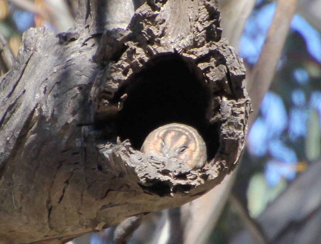 Australian Owlet-nightjar - ML621601286
