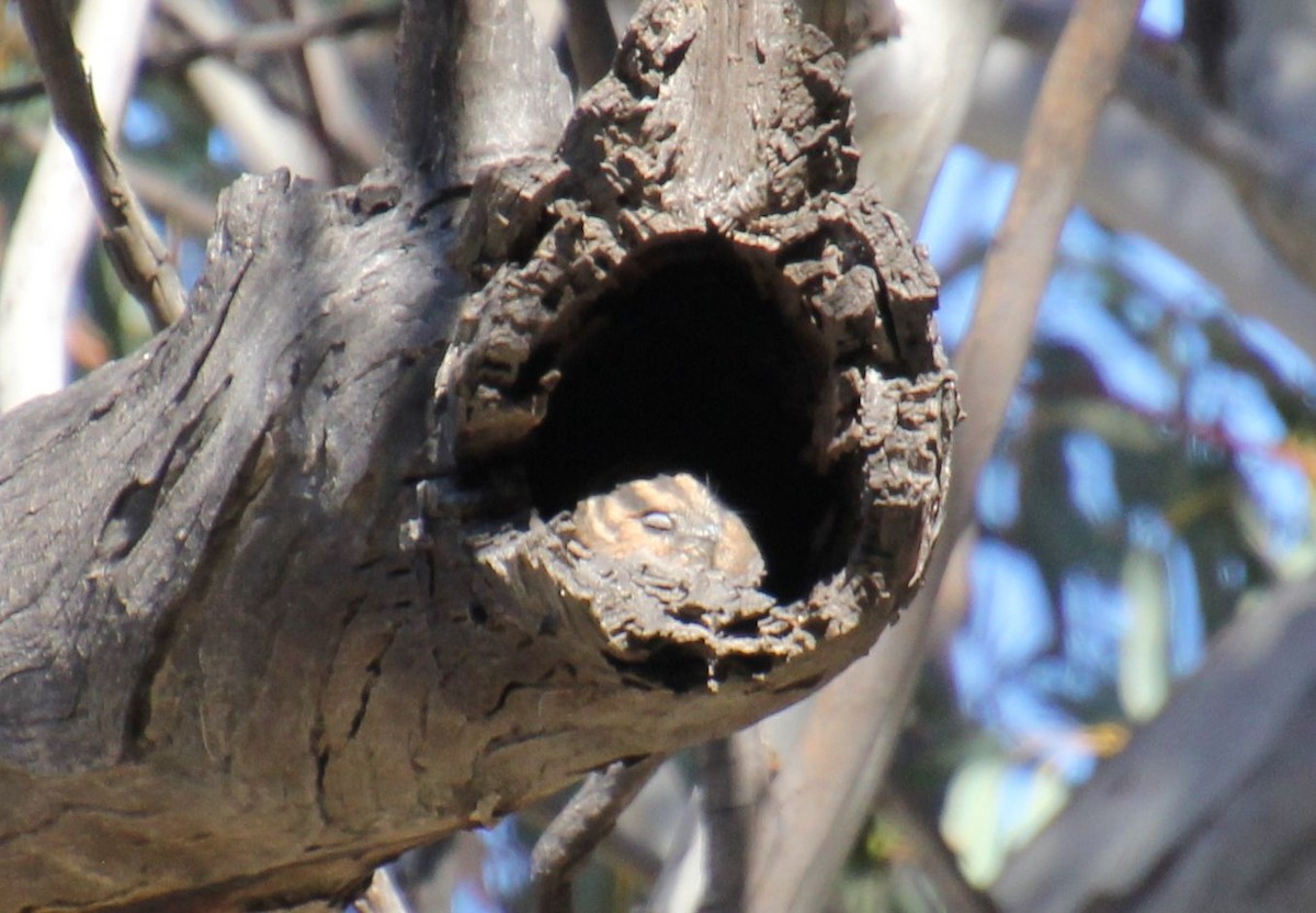 Australian Owlet-nightjar - ML621601287