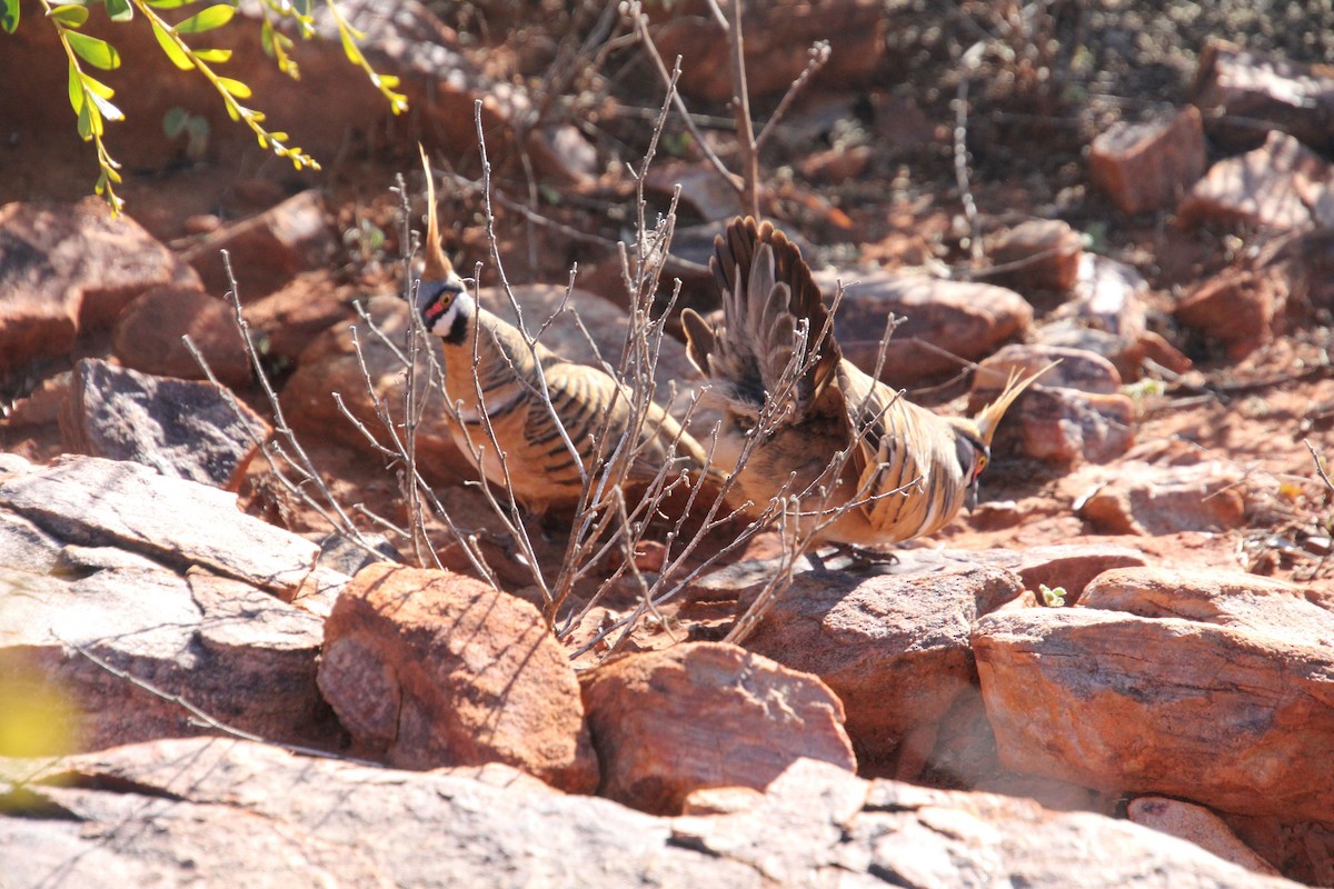 Spinifex Pigeon - ML621601301