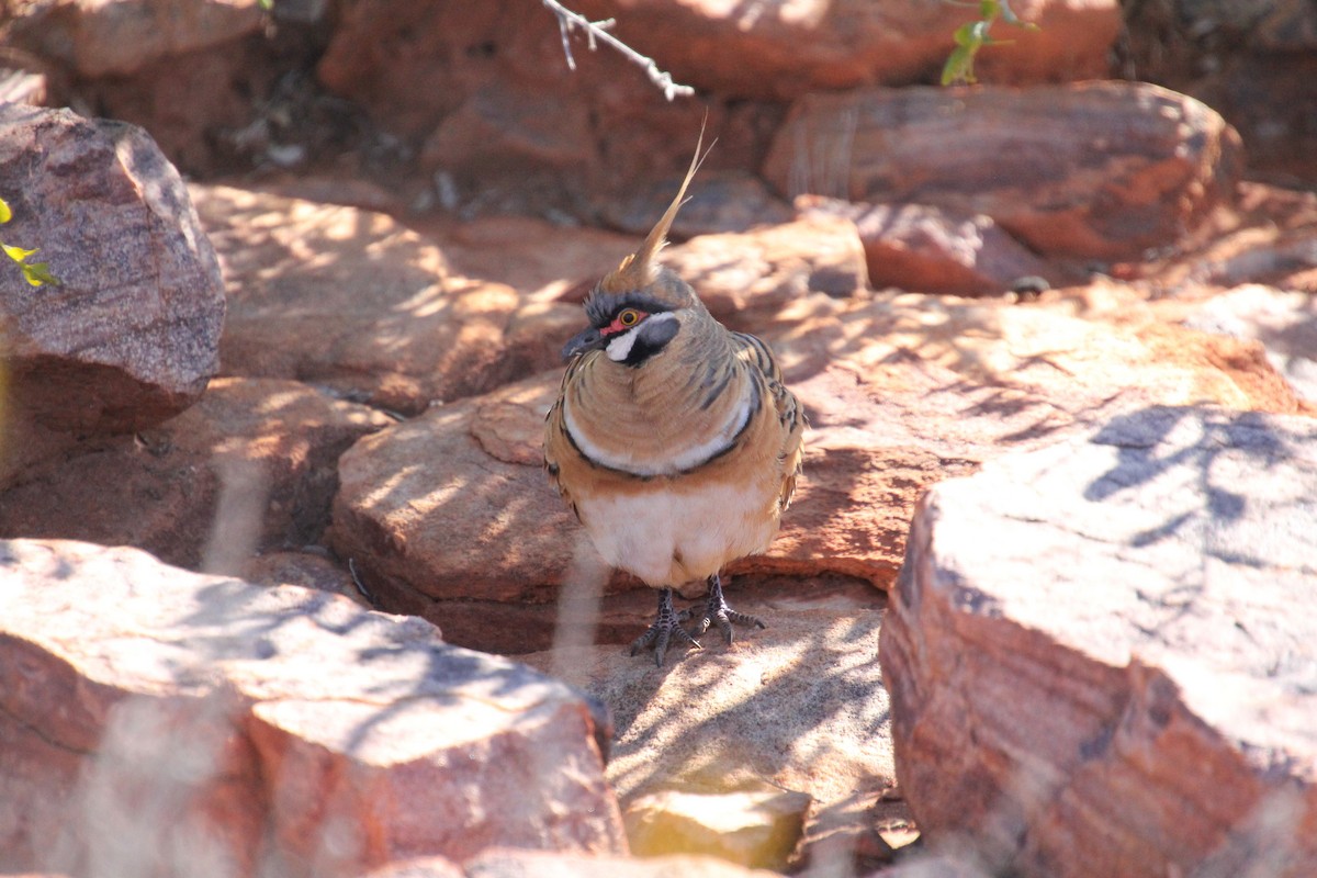 Spinifex Pigeon - ML621601302