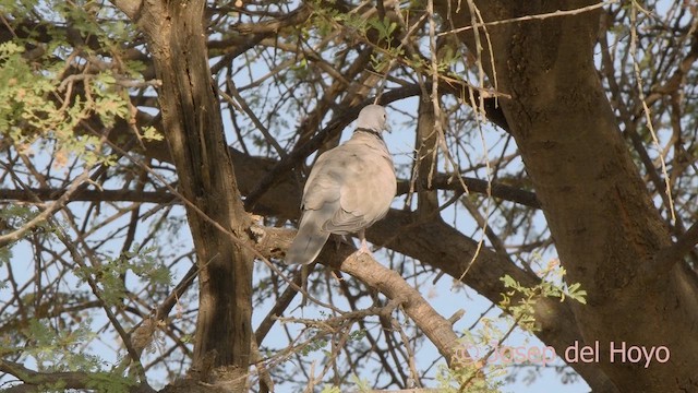 African Collared-Dove - ML621601303