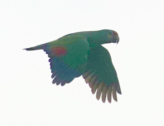 Red-lored Parrot - ML621601373