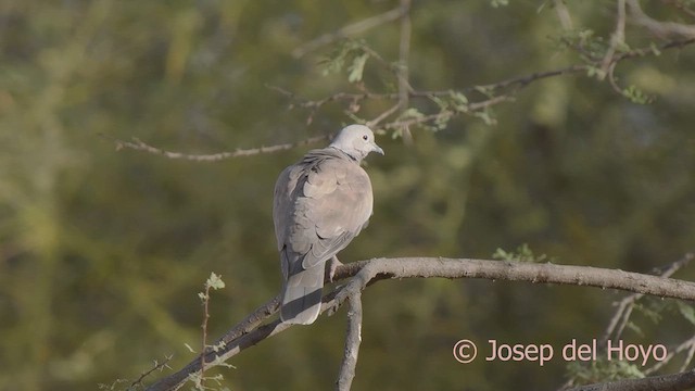 African Collared-Dove - ML621601428