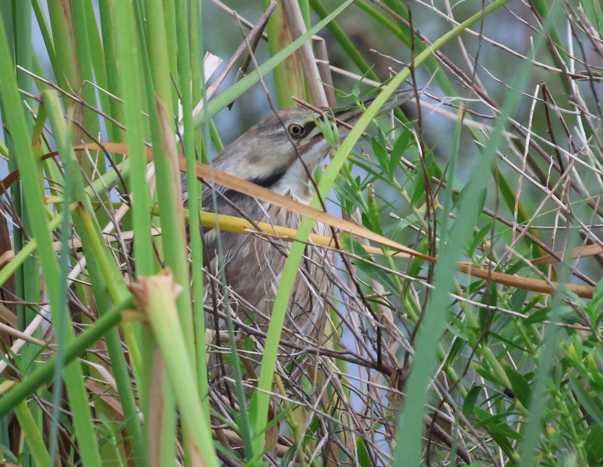 American Bittern - ML621601460