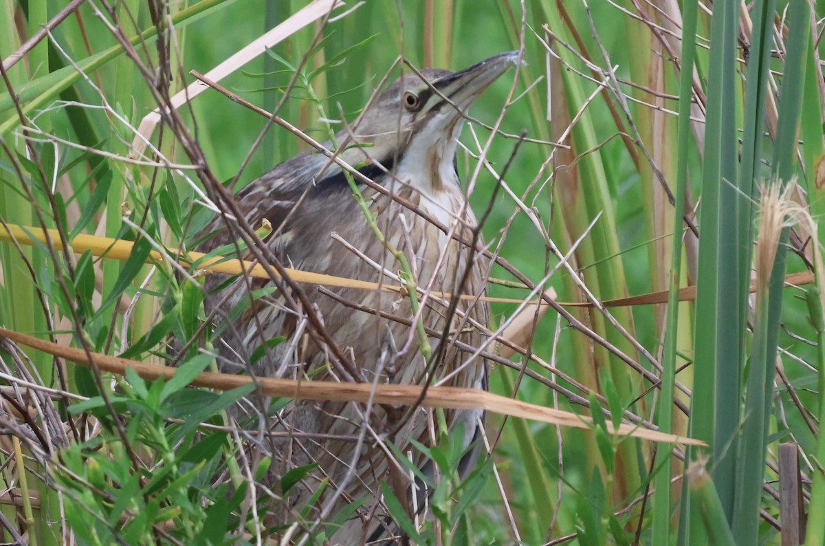 American Bittern - ML621601461