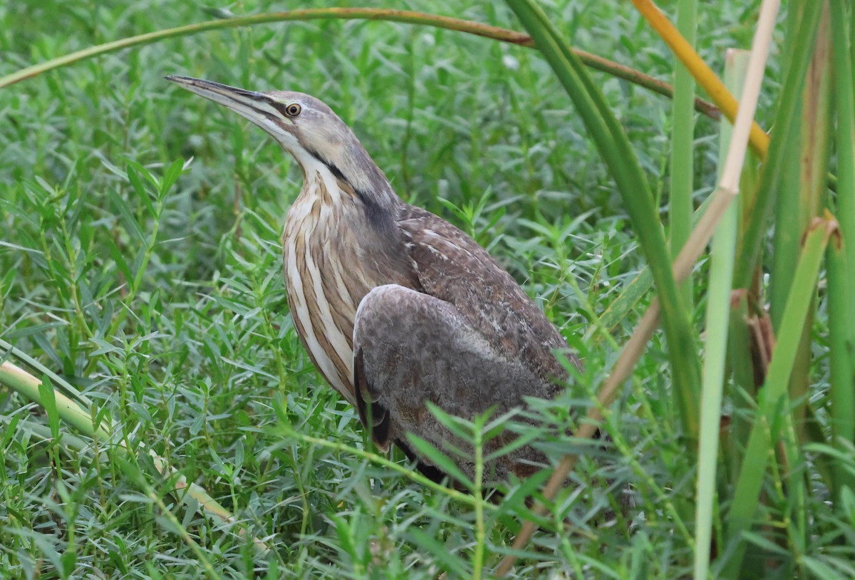 American Bittern - ML621601462