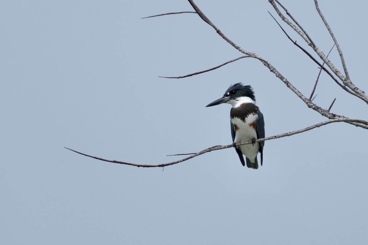 Belted Kingfisher - ML621601464
