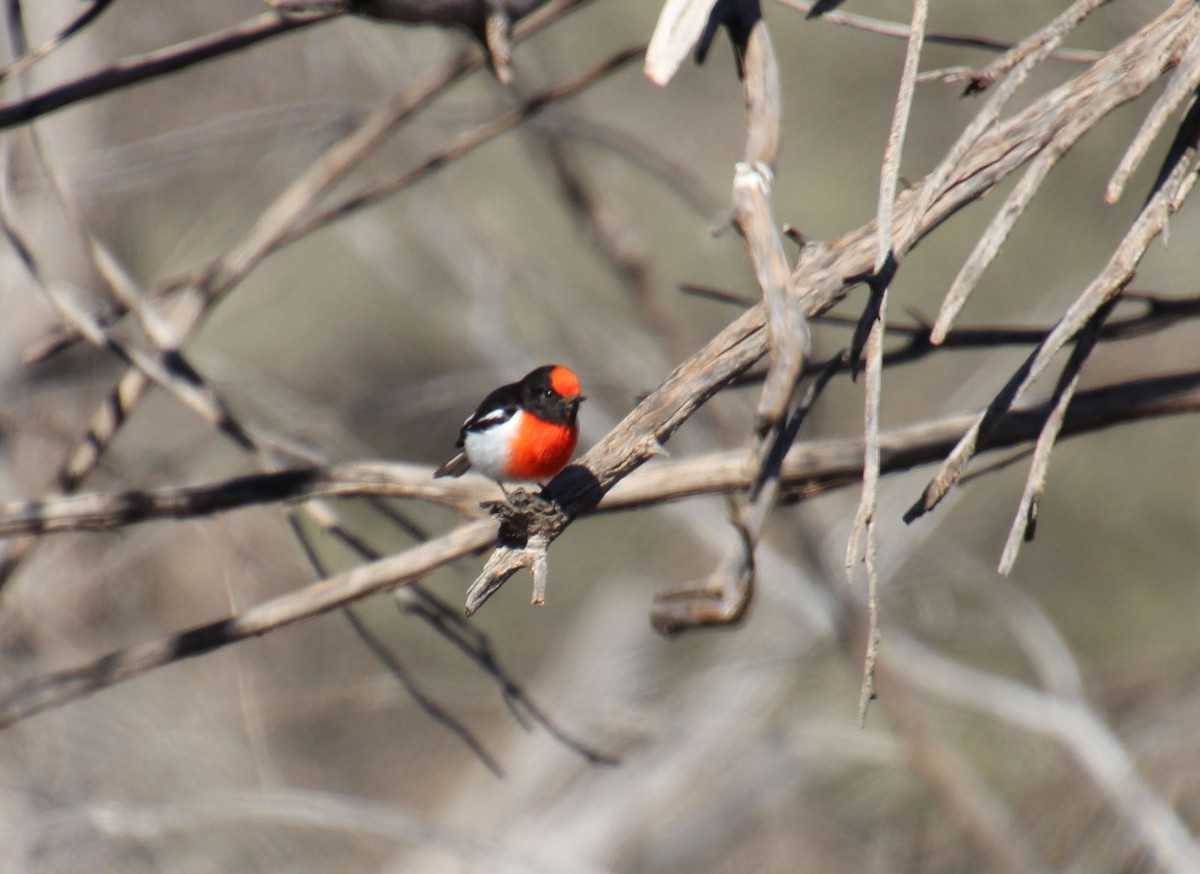 Red-capped Robin - ML621601466