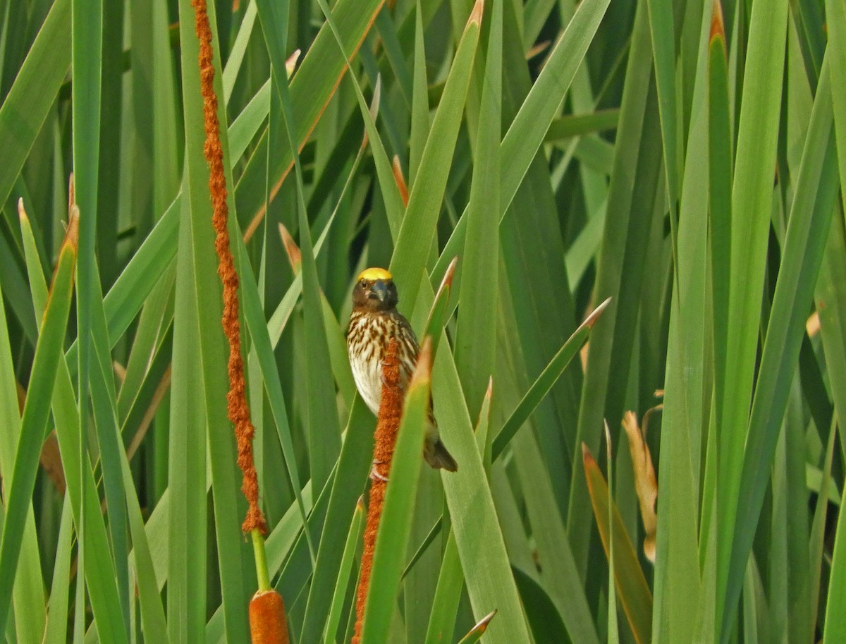 Streaked Weaver - ML621601497