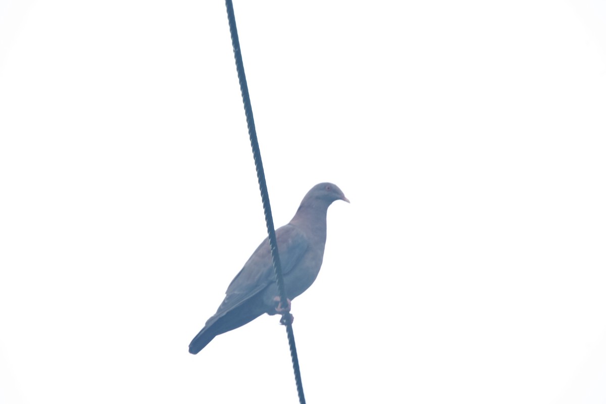 Red-billed Pigeon - ML621601523