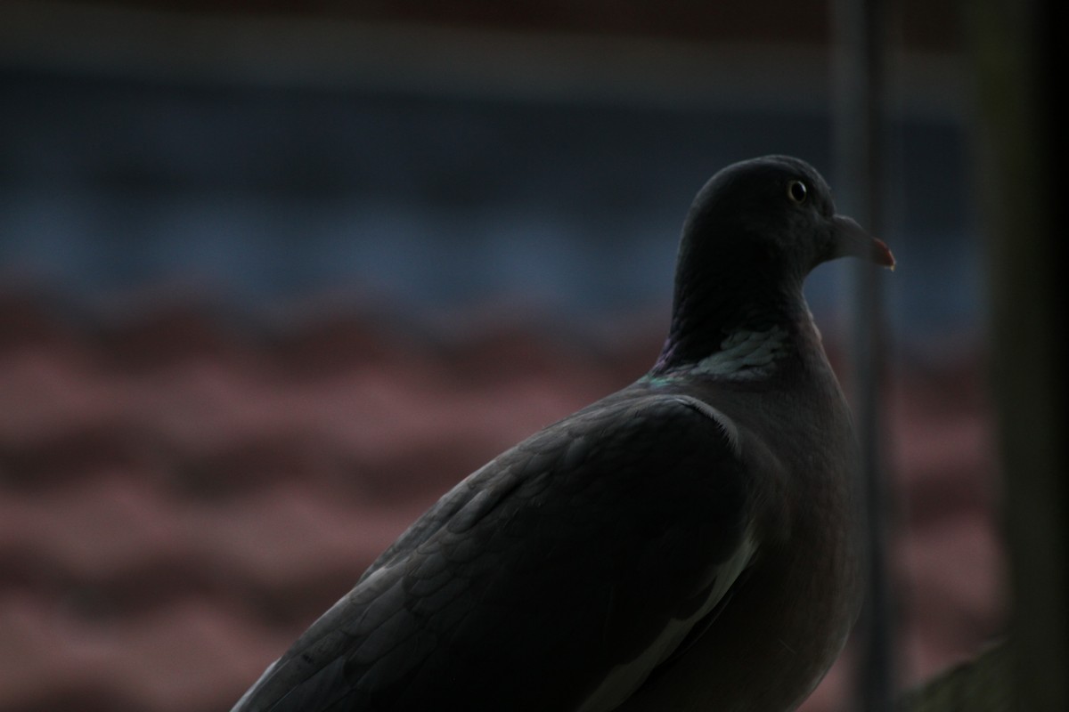 Common Wood-Pigeon - ML621601525