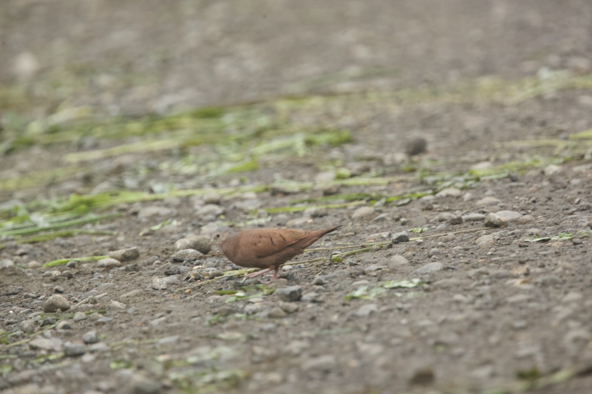 Ruddy Ground Dove - ML621601528