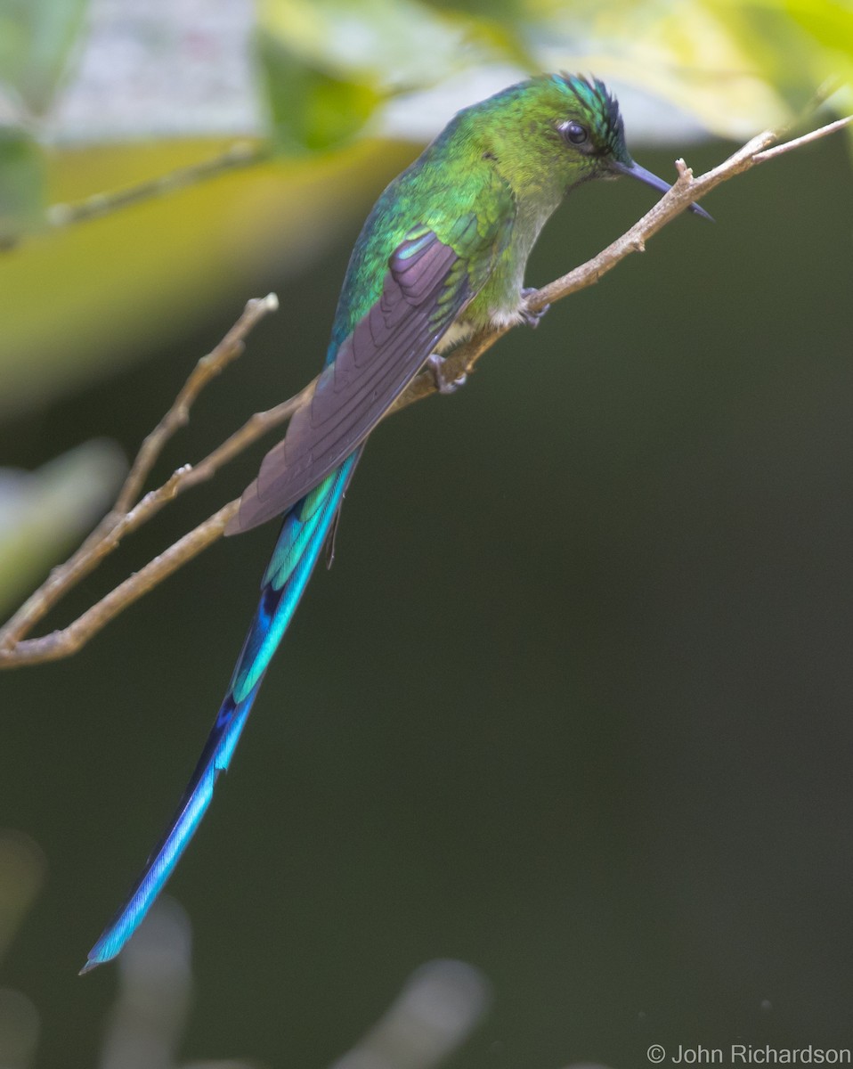 Long-tailed Sylph - ML621601542