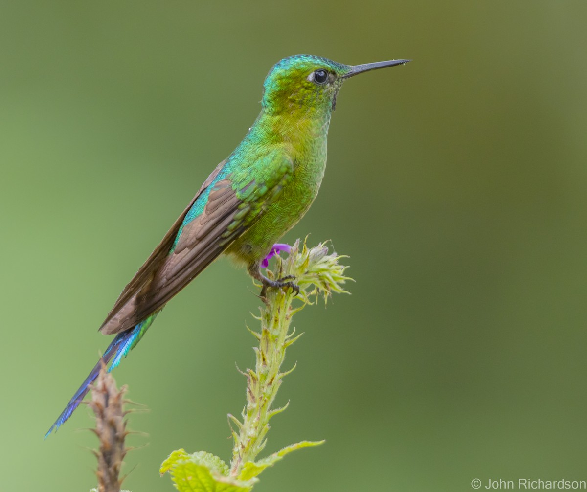 Long-tailed Sylph - ML621601545