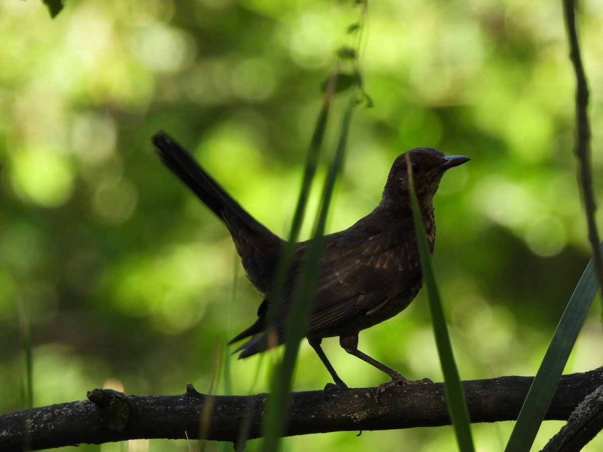 Eurasian Blackbird - ML621601565