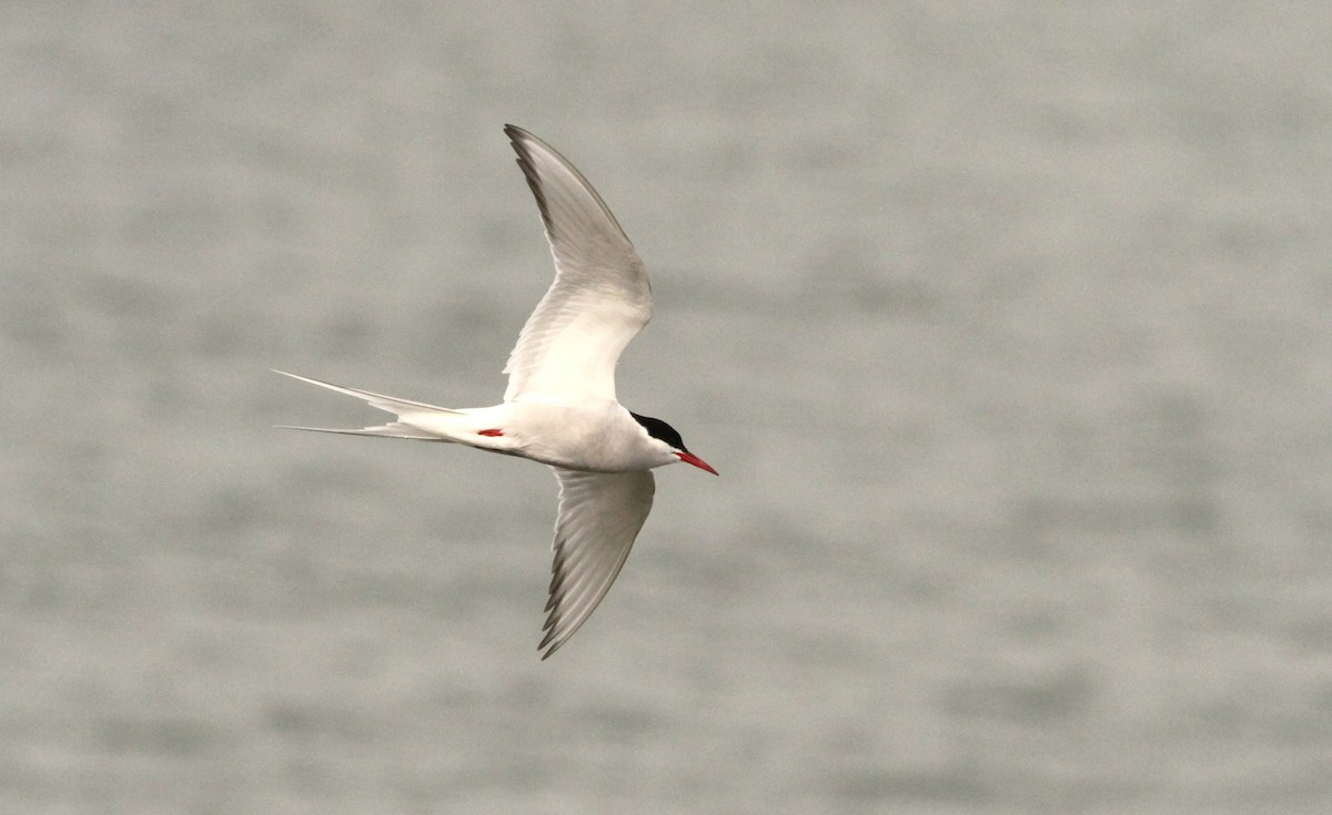 Arctic Tern - ML621601589