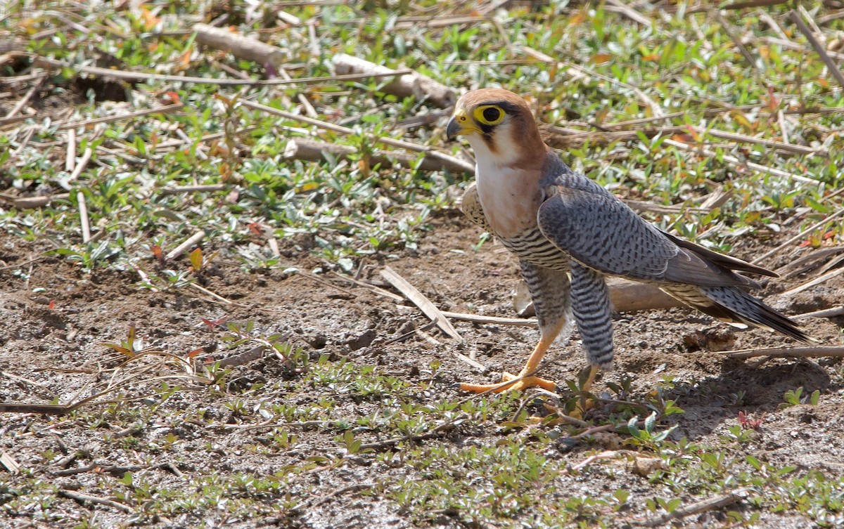 Red-necked Falcon - ML621601653