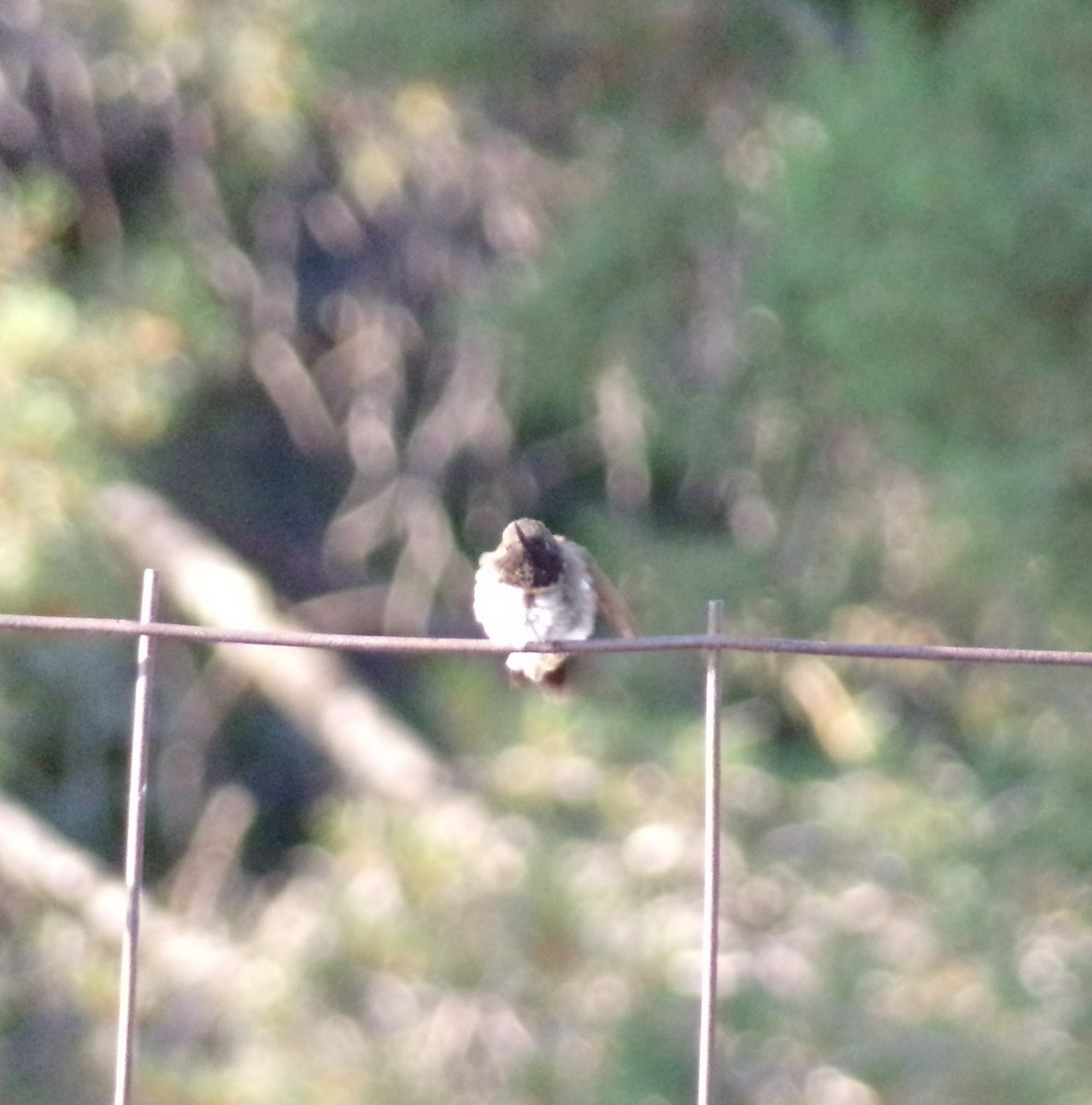 Black-chinned Hummingbird - ML621601682