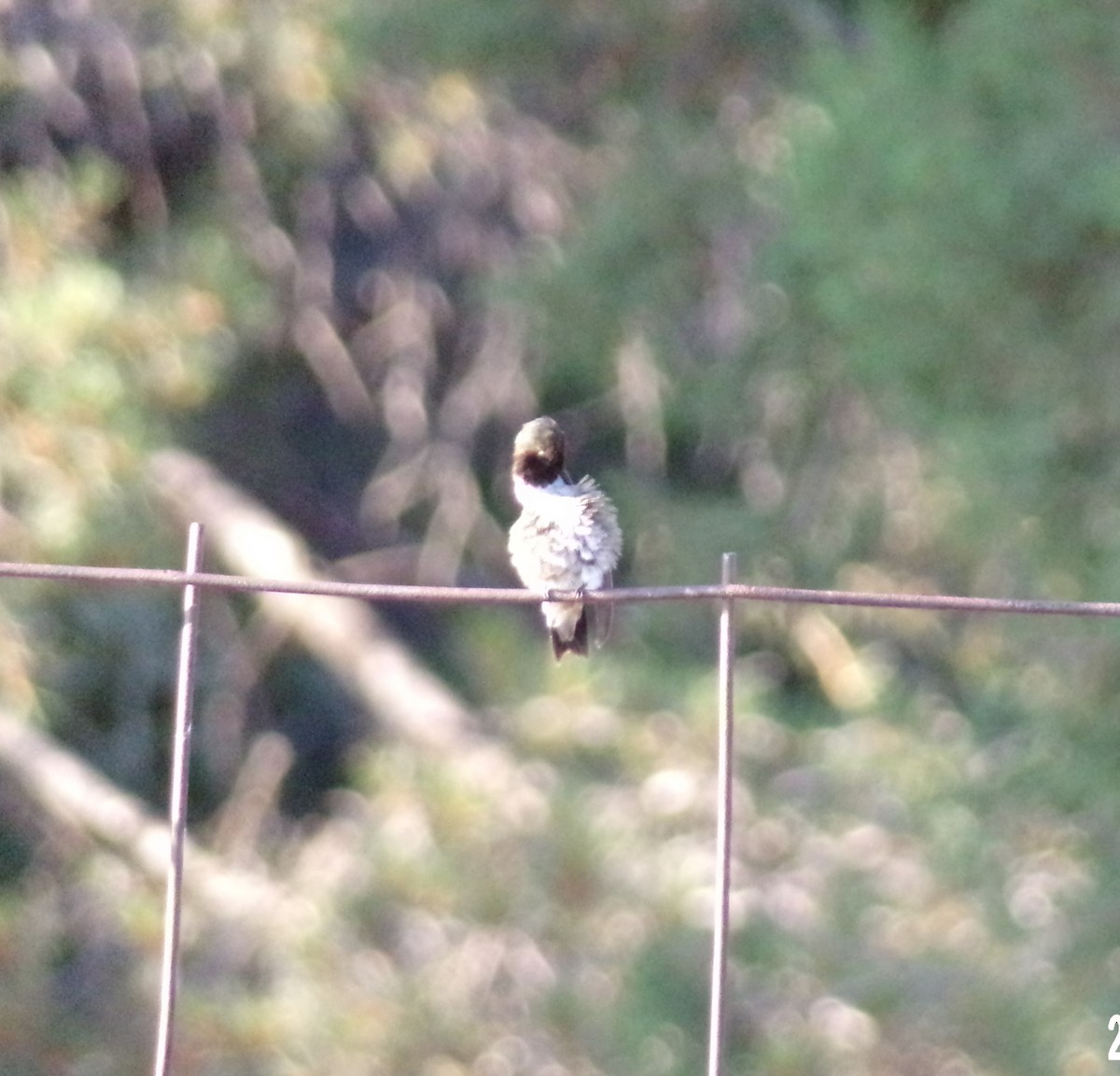Black-chinned Hummingbird - ML621601683