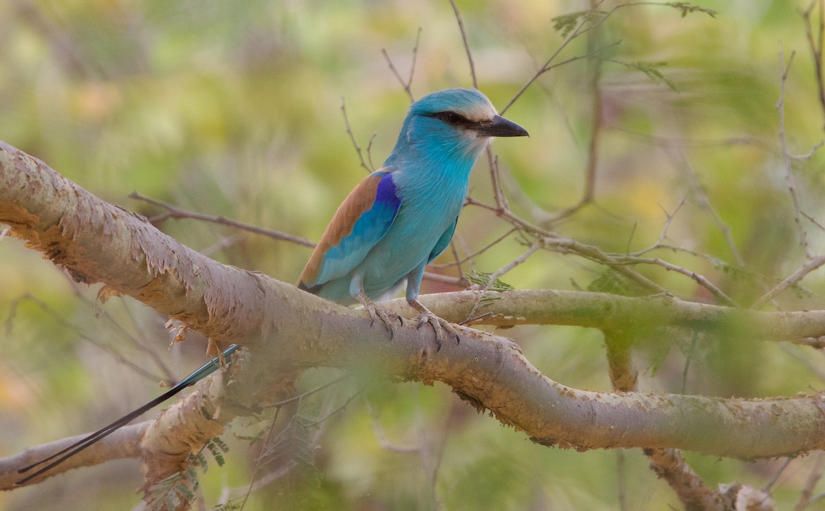 Abyssinian Roller - ML621601732