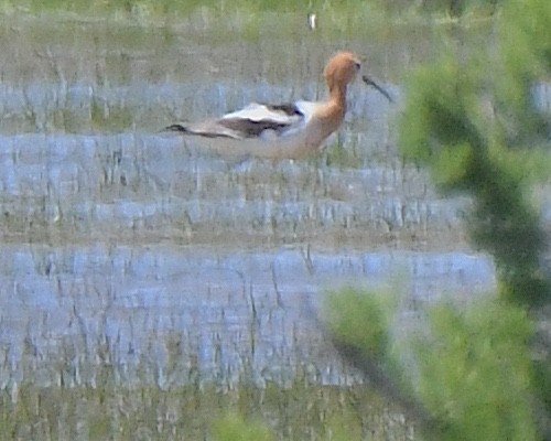 American Avocet - ML621601774