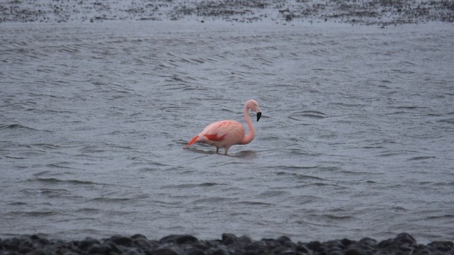 Chilean Flamingo - ML621601842