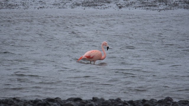 Chileflamingo - ML621601842