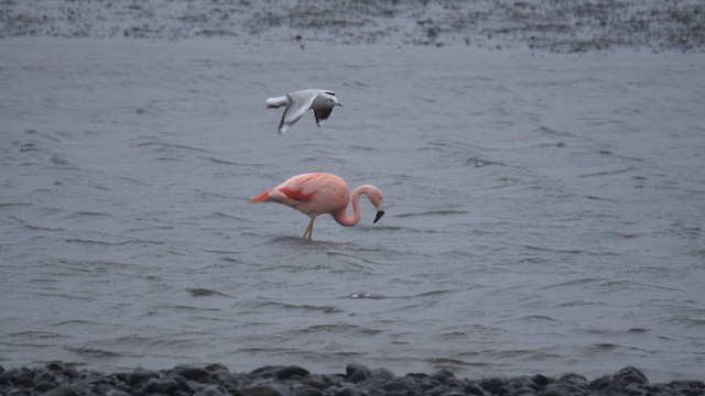 Chilean Flamingo - ML621601843
