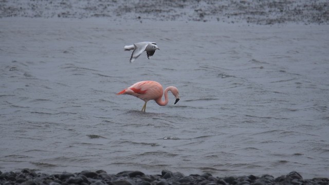 chileflamingo - ML621601843