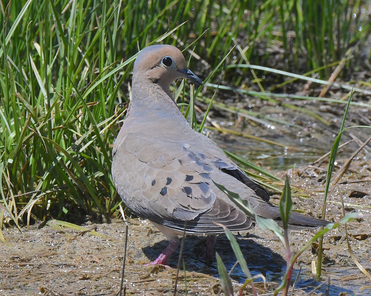 Mourning Dove - ML621601848