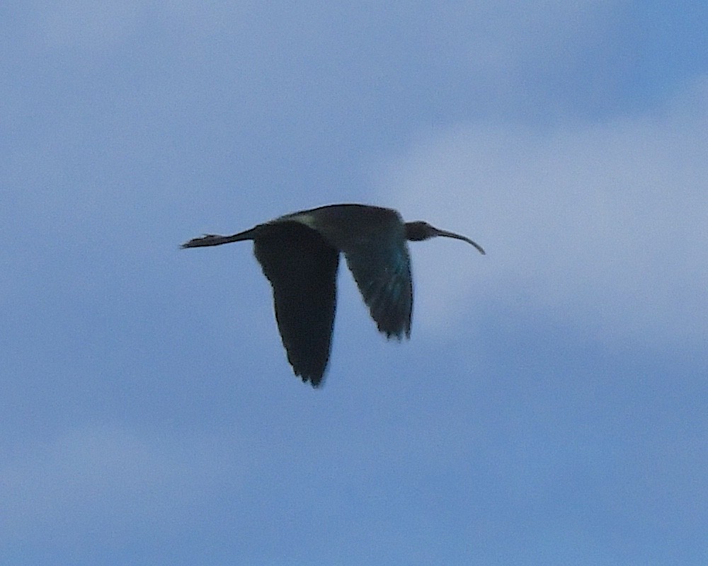 White-faced Ibis - ML621601914