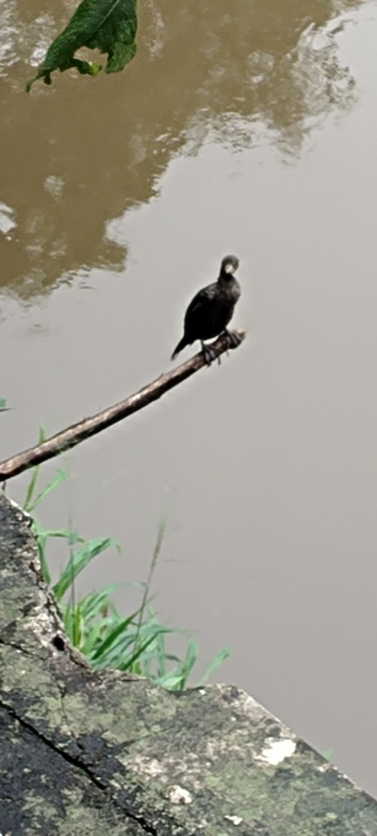 Little Cormorant - ML621601920