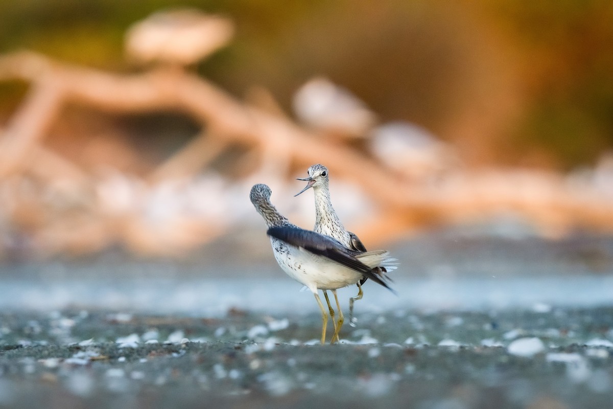 Common Greenshank - ML621601924