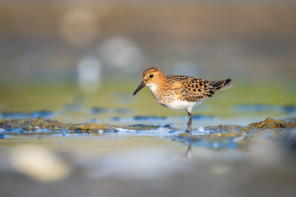 Little Stint - ML621601926