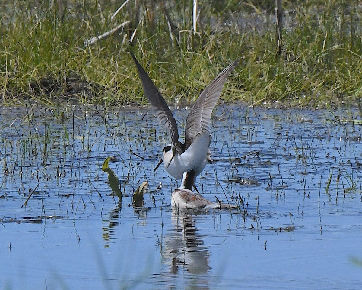 Wilson's Phalarope - ML621601927