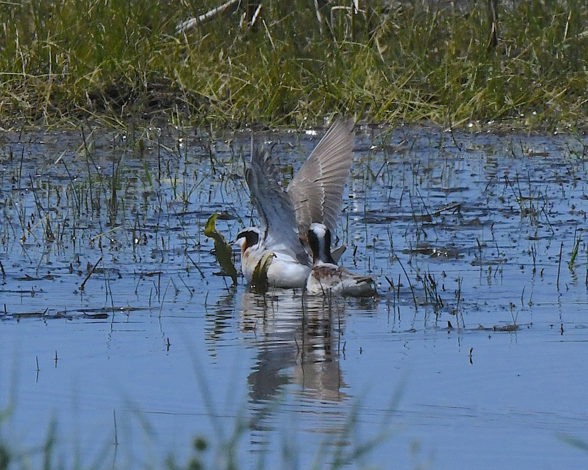 Wilson's Phalarope - ML621601936