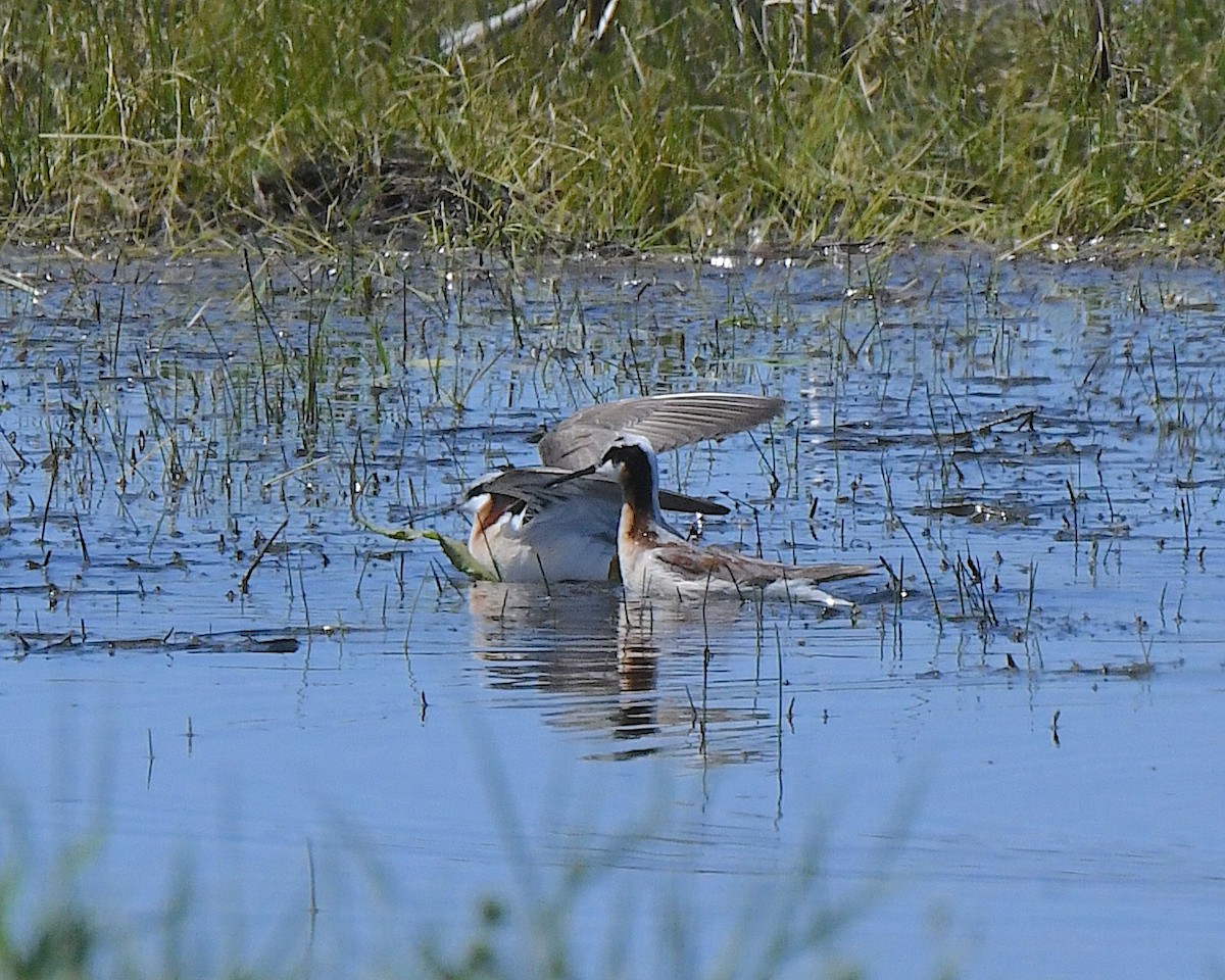 Wilson's Phalarope - ML621601944