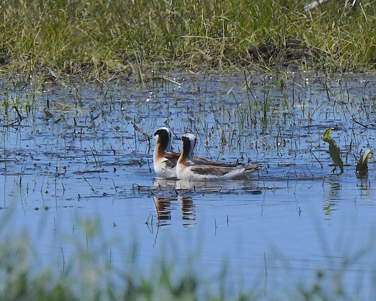 Wilson's Phalarope - ML621601955