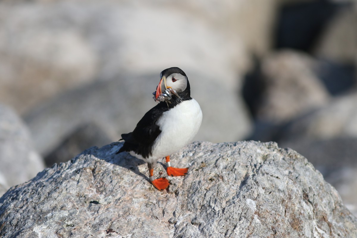 Atlantic Puffin - ML621602006