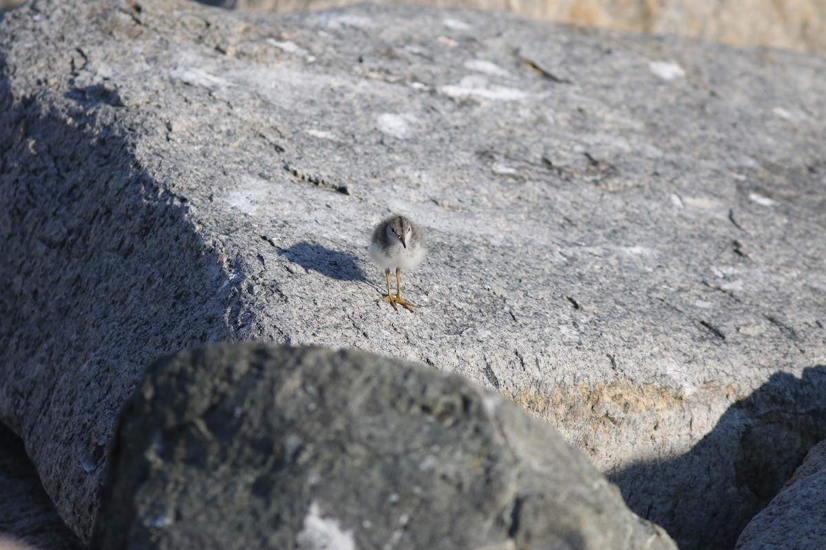 Spotted Sandpiper - ML621602030