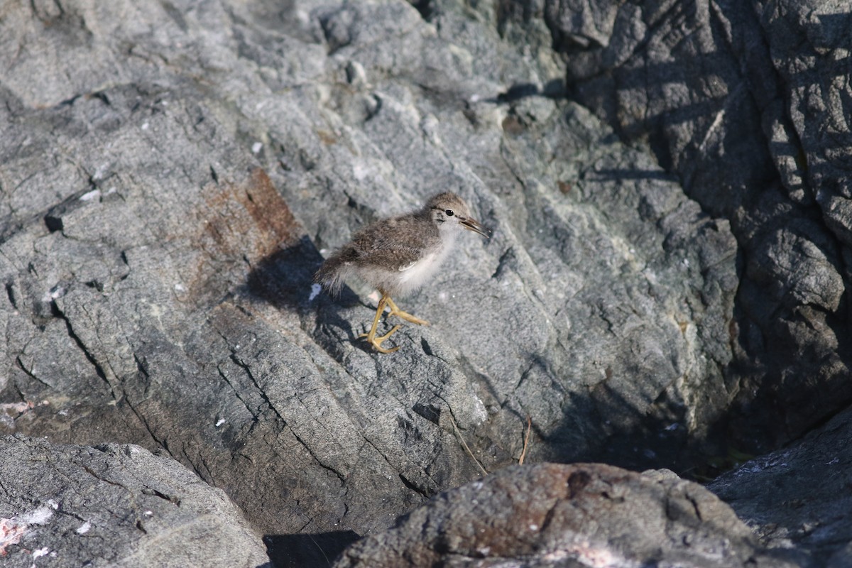 Spotted Sandpiper - ML621602031