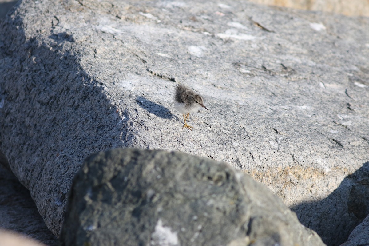 Spotted Sandpiper - ML621602032