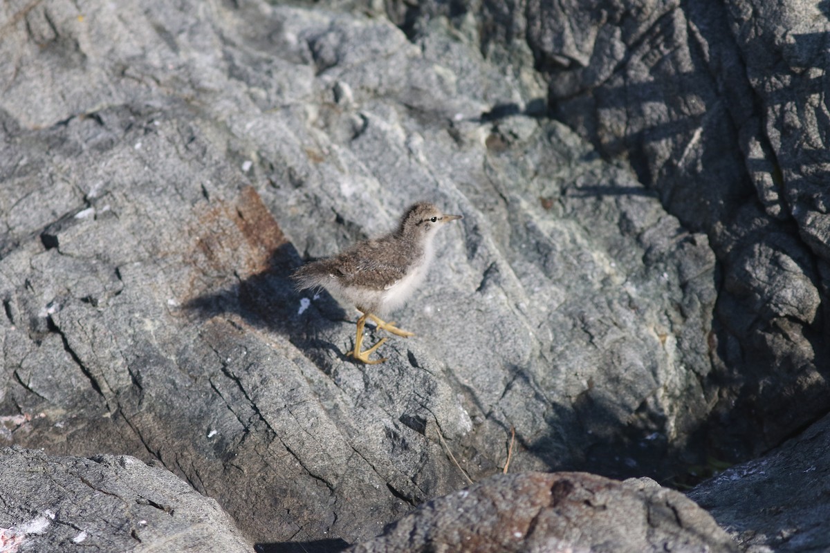 Spotted Sandpiper - ML621602033