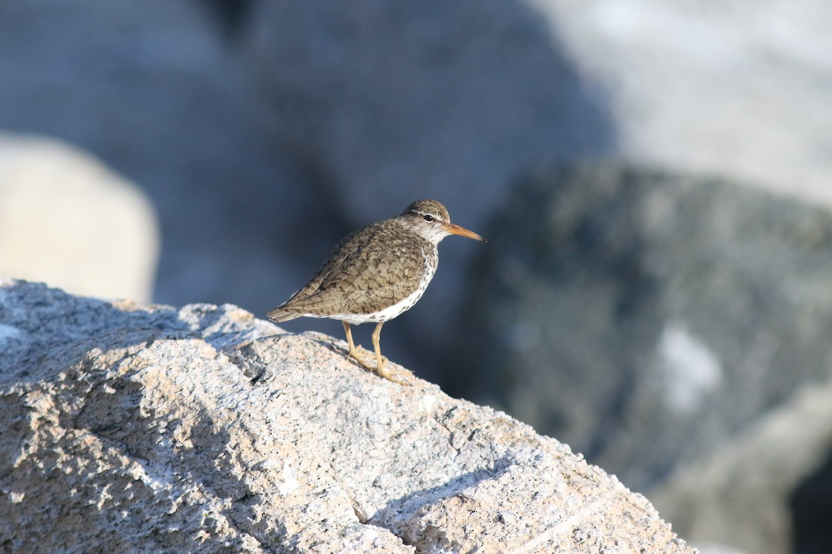 Spotted Sandpiper - ML621602034