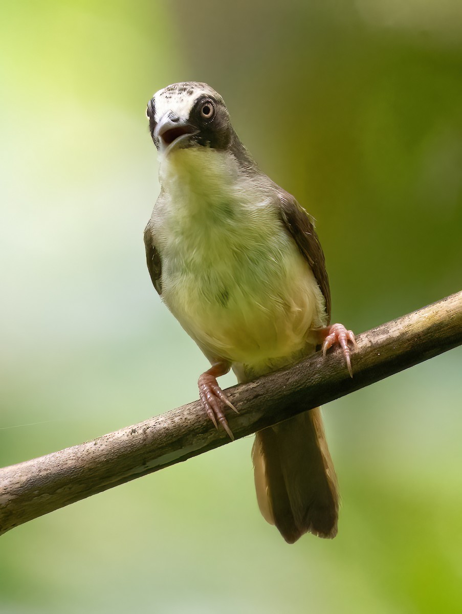 Flores White-eye - ML621602035