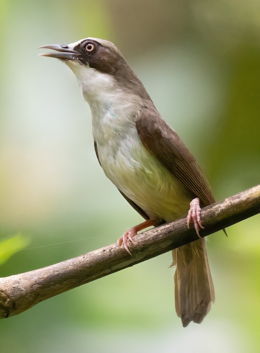 Flores White-eye - ML621602036