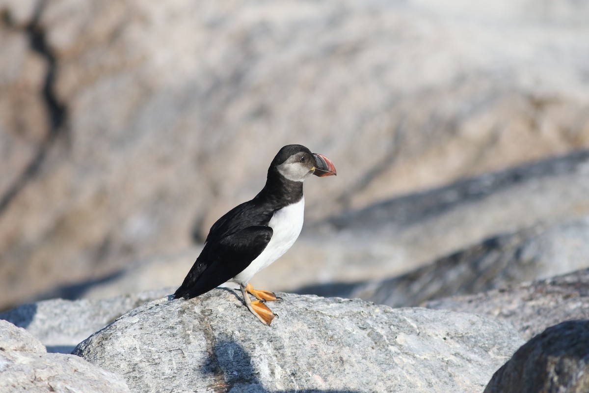 Atlantic Puffin - ML621602043